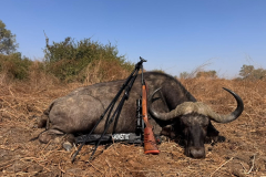 Buffalo