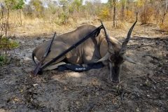 Eland