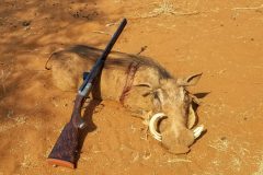 Warthog