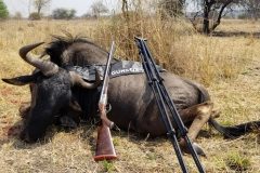 Wildebeest