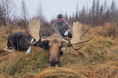 moose
